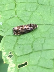 Olethreutes albiciliana