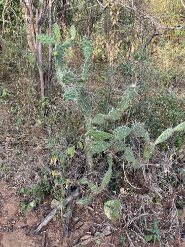 Image of Opuntia caracassana by (c) Sue Carnahan, some rights reserved (CC BY)