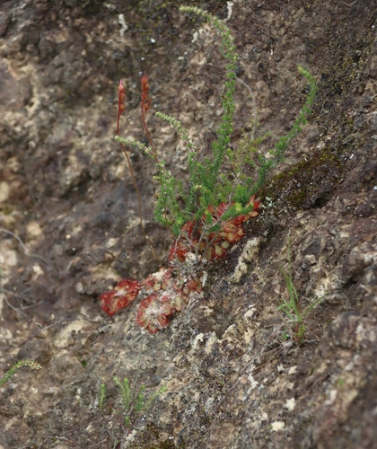 Drosera natalensis
