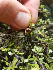 Pittosporum divaricatum