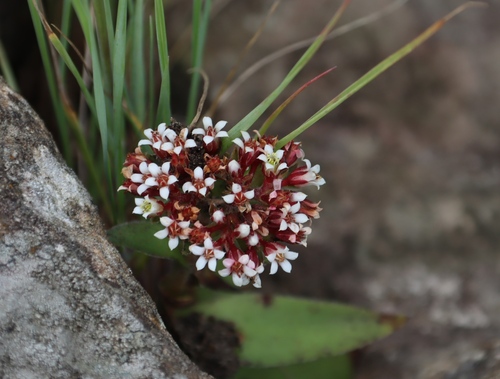 Crassula natalensis