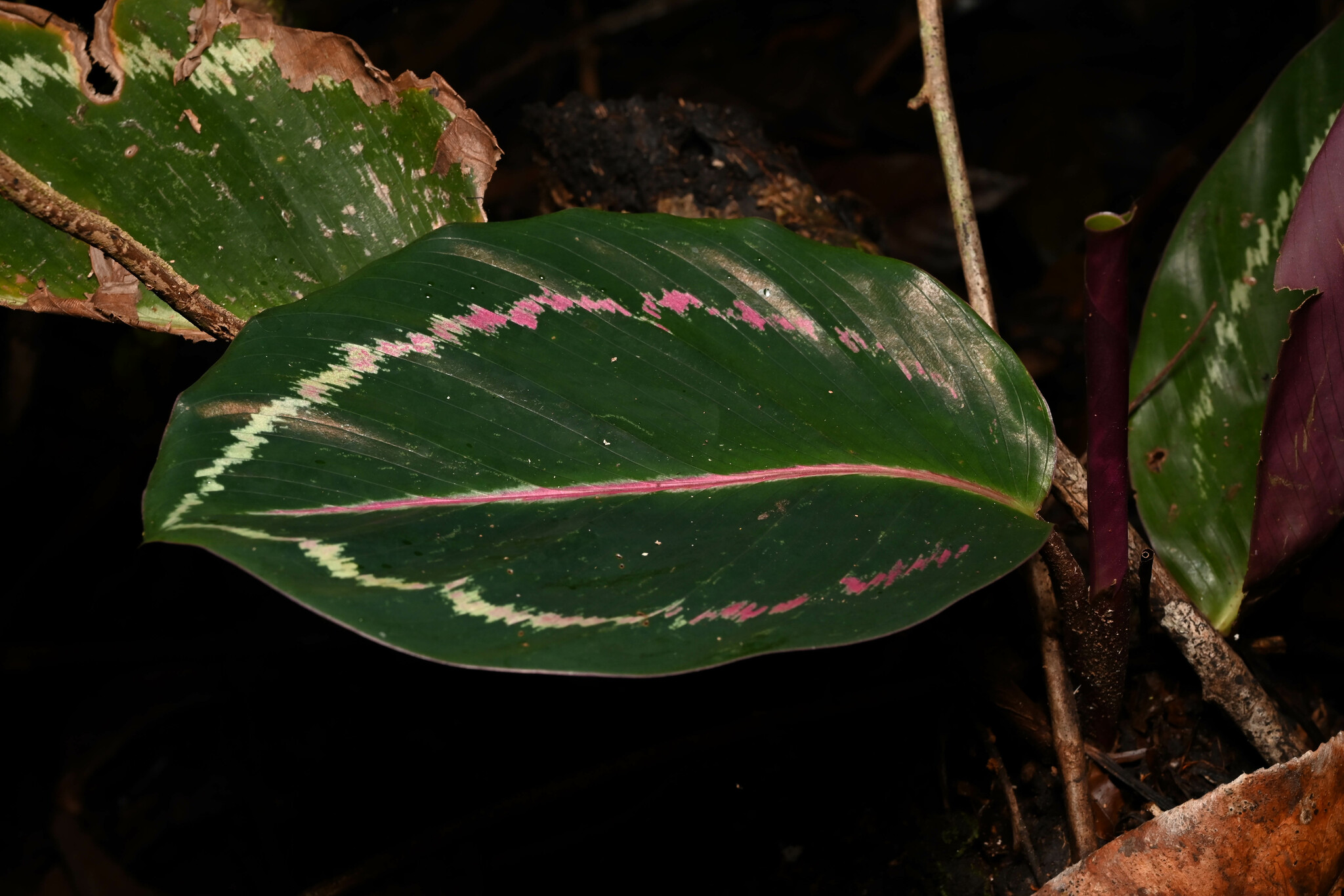 Medallion Prayer Plant (Goeppertia roseopicta)