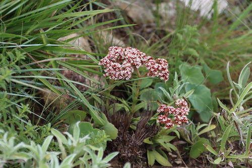 Crassula natalensis