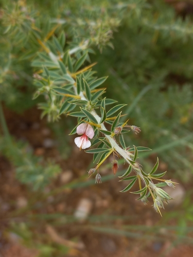 Spiny Indigo (Indigofera circinnata)