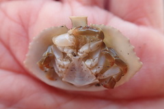 Cryptolithodes sitchensis