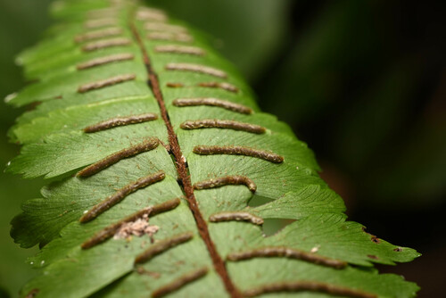 Glossy Maidenhair (Adiantum pulverulentum)