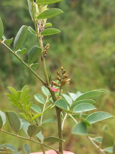 Natal indigo (Indigofera arrecta)