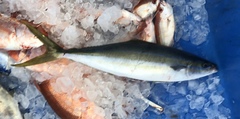Elagatis bipinnulata