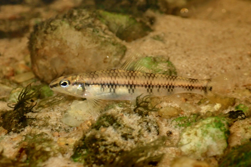 Zebra Darter