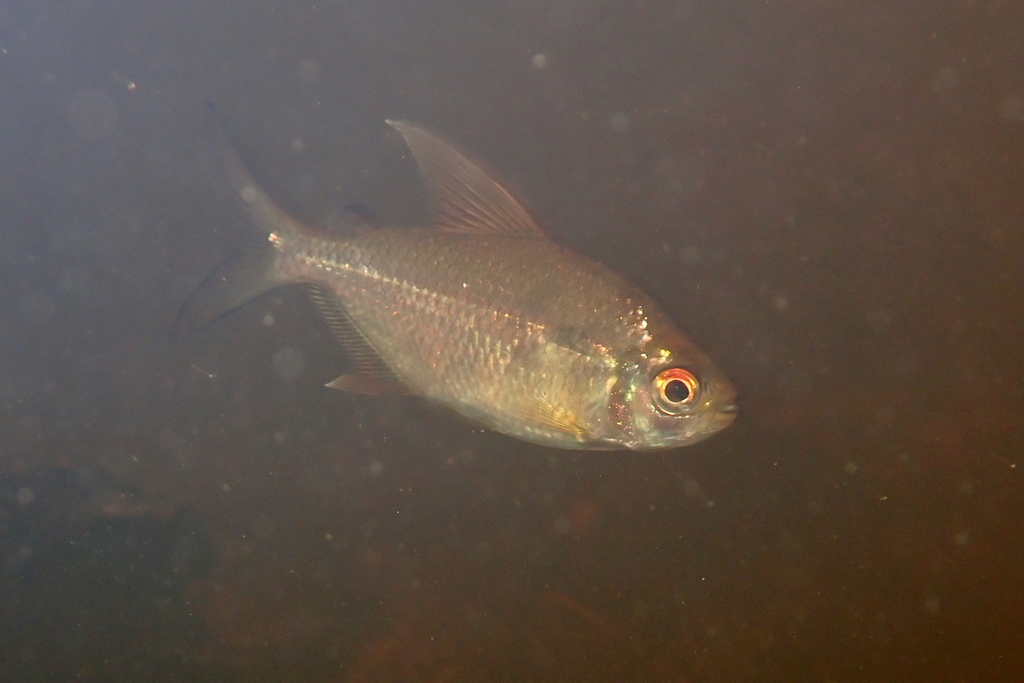 Moenkhausia chrysargyrea