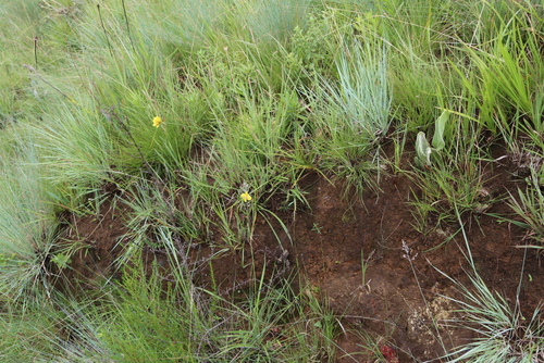 Image of Cyperus sphaerocephalus by (c) Tony Rebelo, some rights reserved (CC BY-SA)