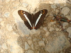 Adelpha alala