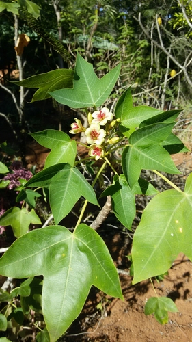 Jatropha mahafalensis