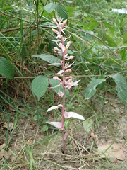 Epipactis purpurata