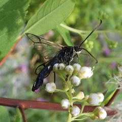 Synanthedon