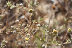 Pyrausta subsequalis