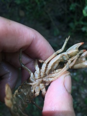 Lacunicambarus thomai