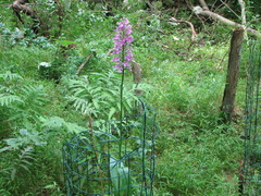 Platanthera peramoena