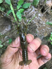 Lacunicambarus thomai