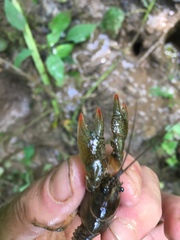 Lacunicambarus thomai