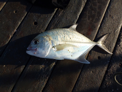 Caranx bucculentus