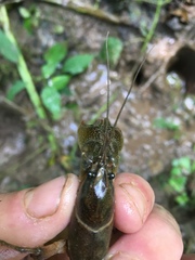 Lacunicambarus thomai