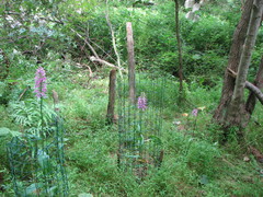 Platanthera peramoena