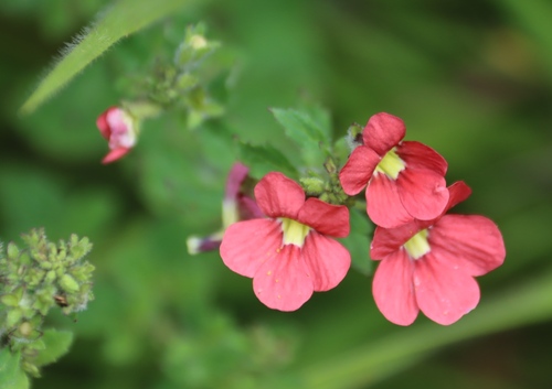 Jamesbrittenia breviflora, photograph 6