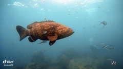 Epinephelus itajara