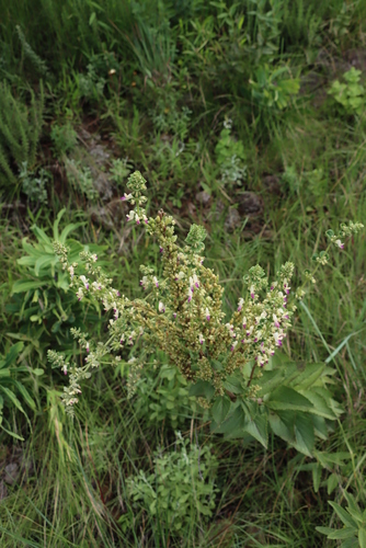 Image of Coleus calycinus by (c) Tony Rebelo, some rights reserved (CC BY-SA)