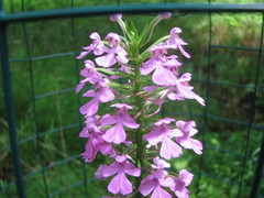 Platanthera peramoena
