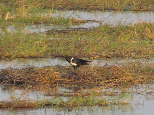 Pied Crow