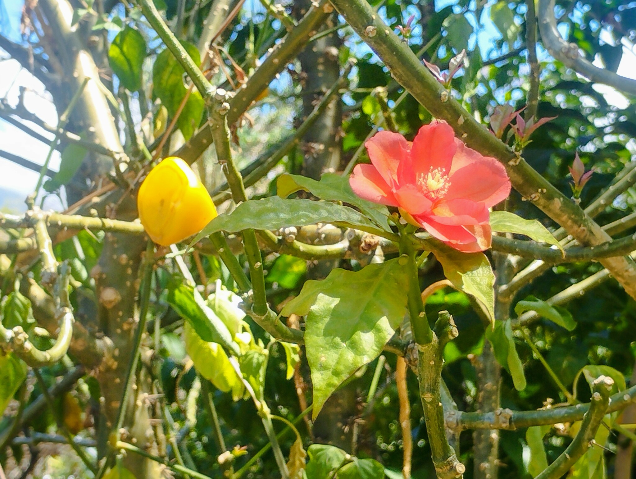 Imagem de Rosa-de-pedra