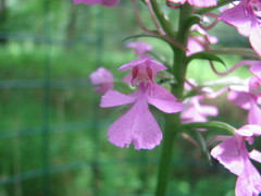 Platanthera peramoena