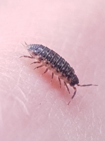 Proporcellio mirabilis