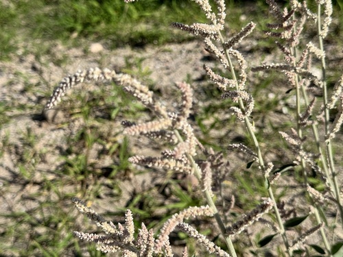 kapok bush