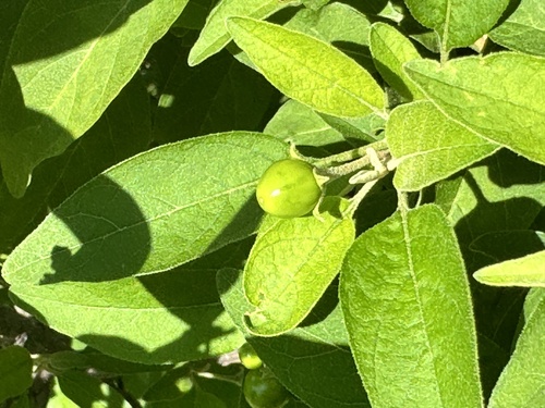 Solanum tettense