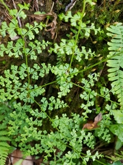 Odontosoria aculeata