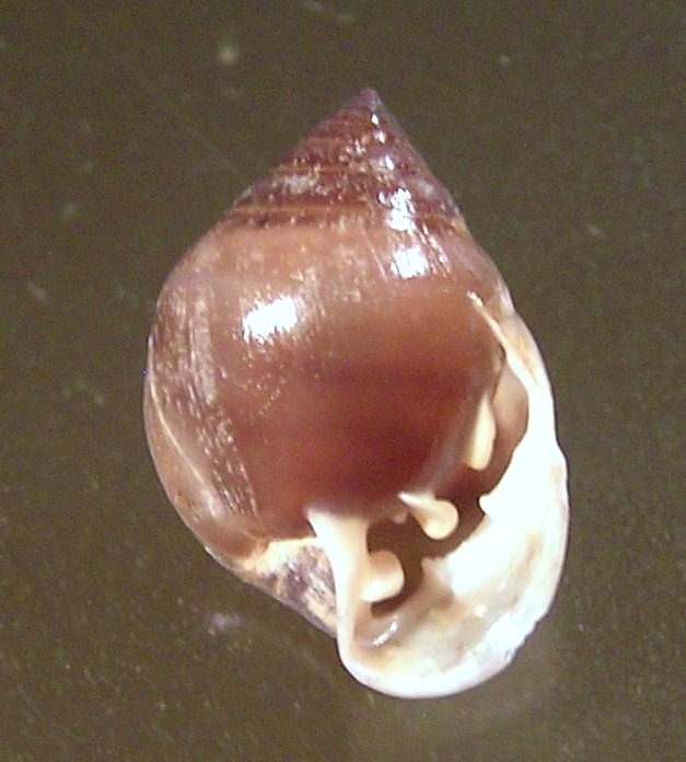 Pythia