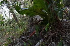 Anthurium schlechtendalii