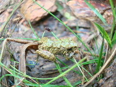 Pristimantis erythropleura