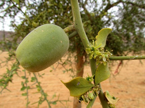 simple-thorned greenthorn