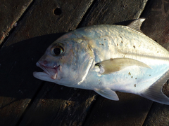Caranx bucculentus