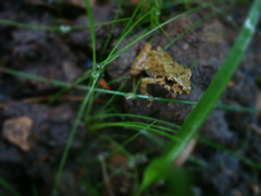 Pristimantis erythropleura