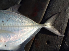 Caranx bucculentus