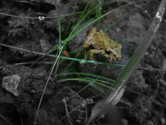 Pristimantis erythropleura