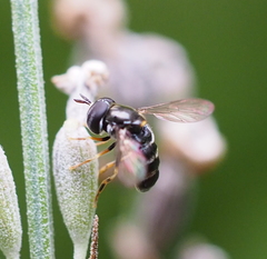 Paragus pecchiolii