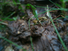 Pristimantis erythropleura