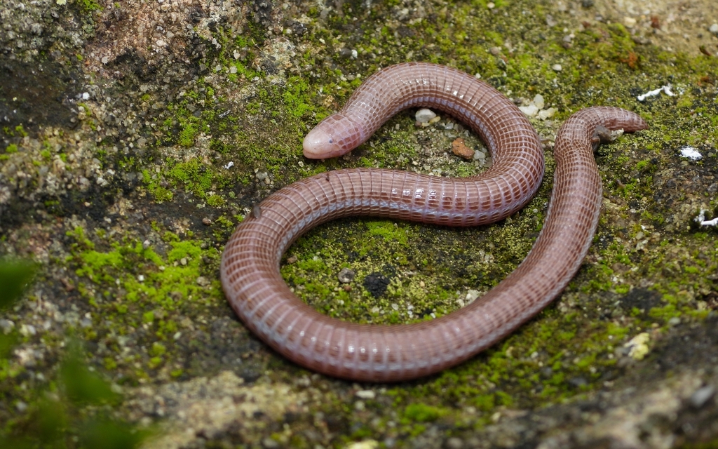 Southwest Iberian Worm Lizard