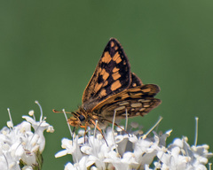 Carterocephalus skada